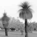Stop 8 Grass trees