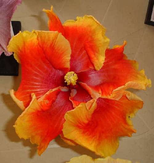 centenary-hibiscus